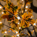 Autumn LED Maple Leaf